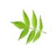 x2m decoderv1.0.1